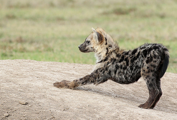 At Laikipia