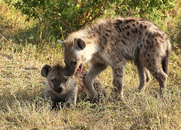 Masaï Mara : Spotted hyena cubs