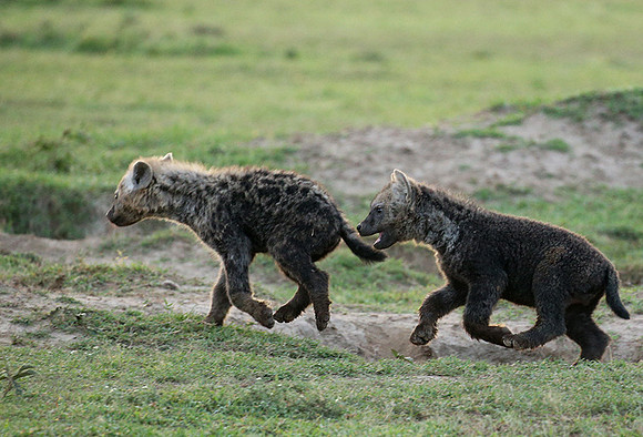 Laikipia