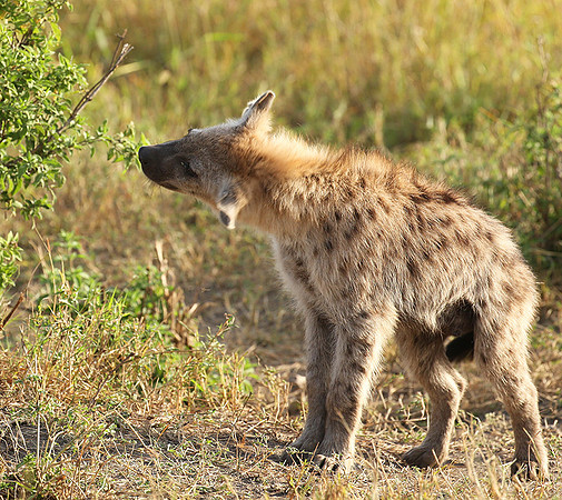 Masaï Mara : Spotted hyena cub