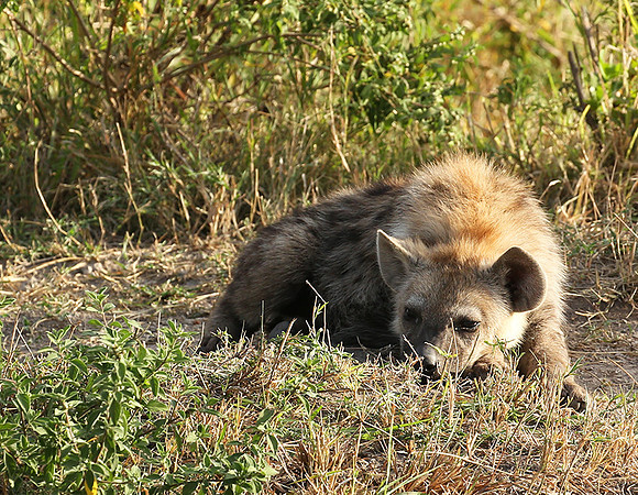 Masaï Mara : Spotted hyena cub