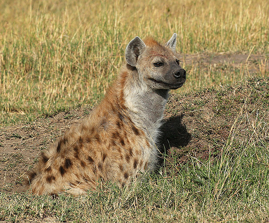 Masaï Mara : Spotted hyena