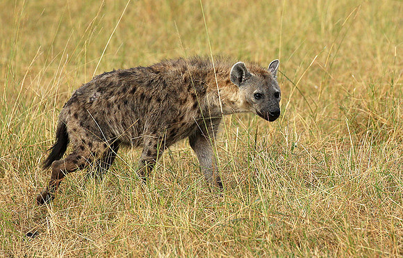 Masaï Mara : Spotted hyena