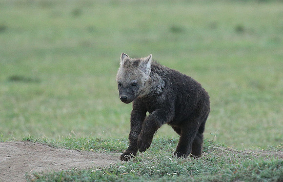Laikipia