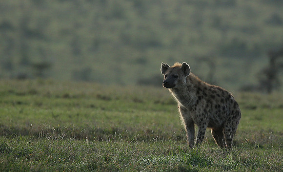 Laikipia