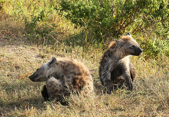 Masaï Mara : Spotted hyena cubs
