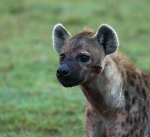 Masaï Mara