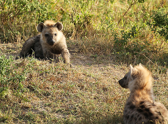 Masaï Mara : Spotted hyena cubs