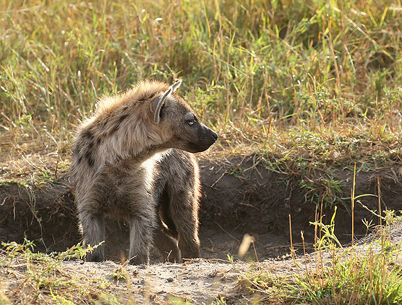 Masaï Mara : Spotted hyena cub