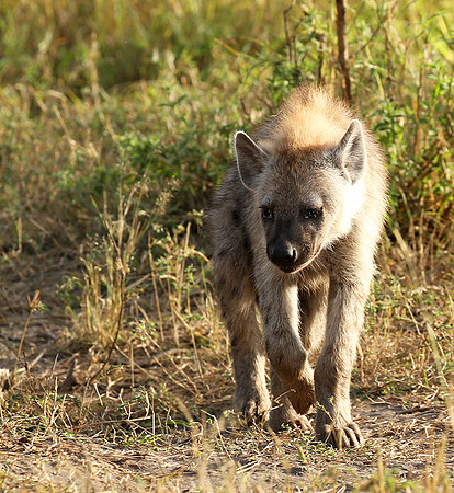 Masaï Mara : Spotted hyena cub