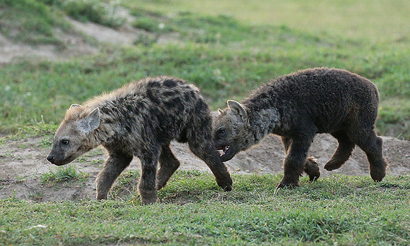 Laikipia