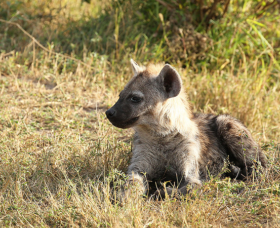 Masaï Mara : Spotted hyena cub