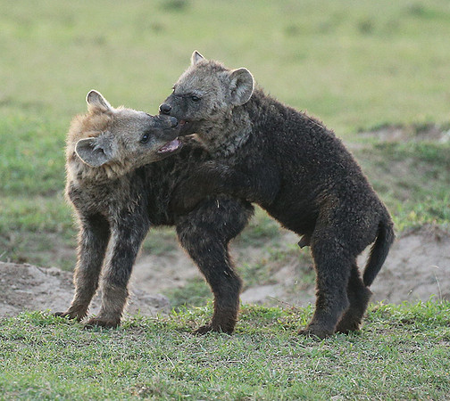Laikipia
