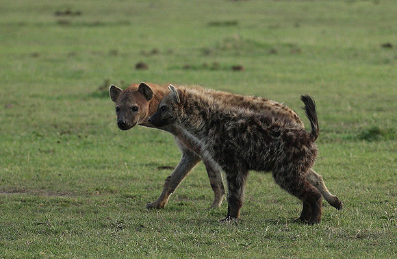 Laikipia