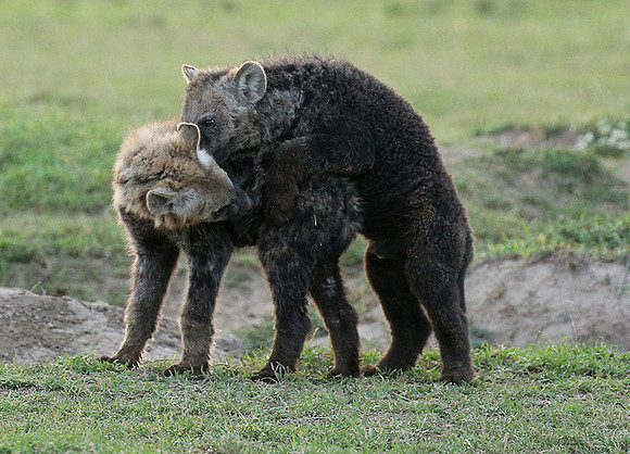 Laikipia
