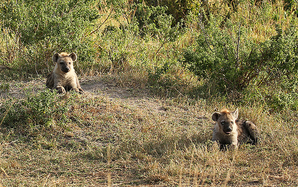 Masaï Mara : Spotted hyena cubs