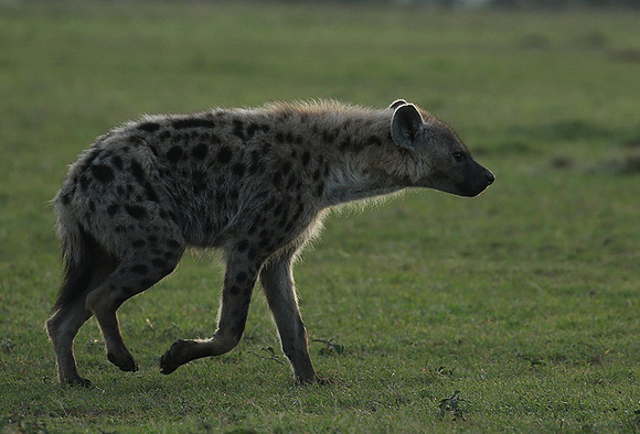 Laikipia