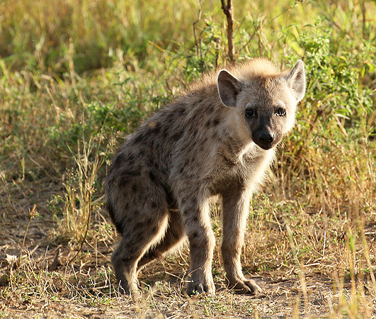 Masaï Mara : Spotted hyena cub