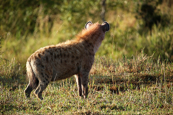 Masaï Mara : Spotted hyena