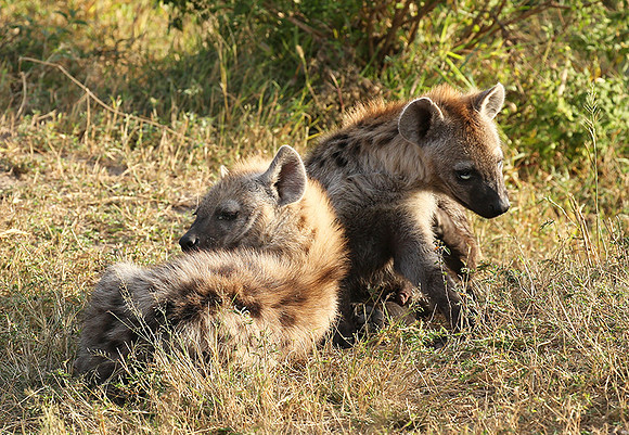 Masaï Mara : Spotted hyena cubs