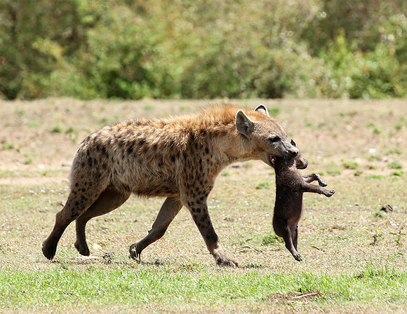 Spotted hyena moving her cub - Masaï Mara