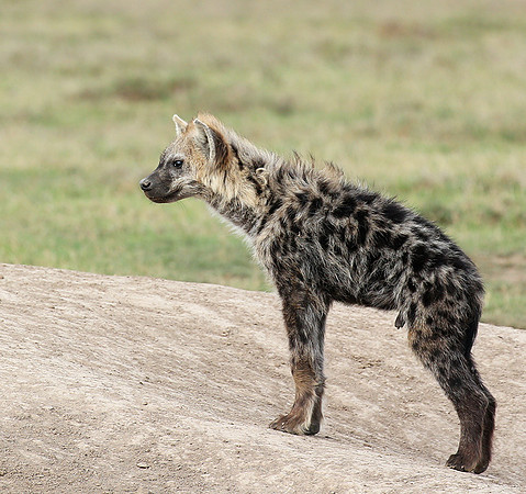 At Laikipia
