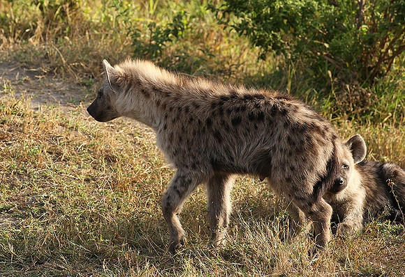 Masaï Mara : Spotted hyena cub