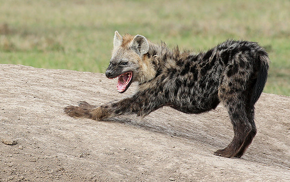 At Laikipia