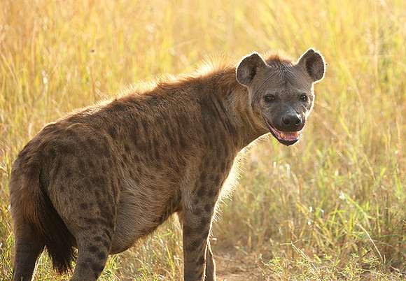 Masaï Mara : Spotted hyena