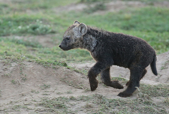 Laikipia