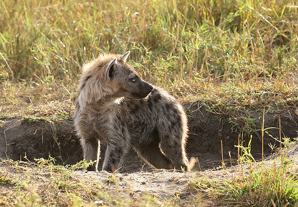 Masaï Mara : Spotted hyena cub