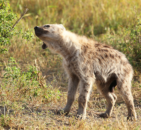 Masaï Mara : Spotted hyena cub