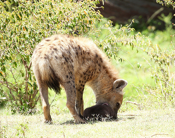 Spotted hyena moving her cub - Masaï Mara
