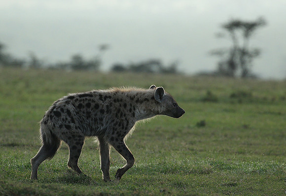 Laikipia