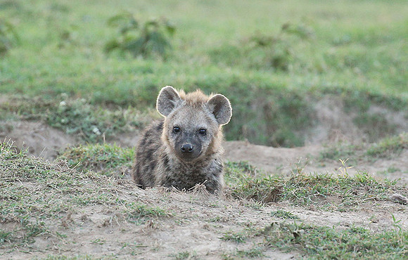 Laikipia