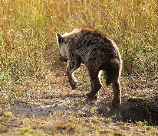 Masaï Mara : Spotted hyena cub
