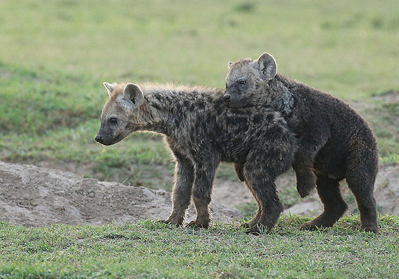 Laikipia