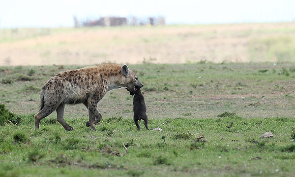 Spotted hyena moving her cub - Masaï Mara