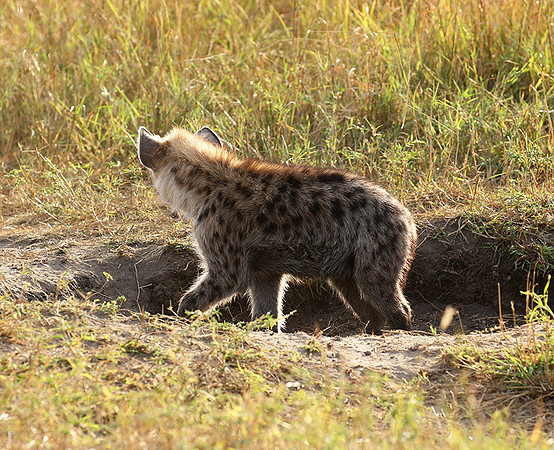 Masaï Mara : Spotted hyena cub