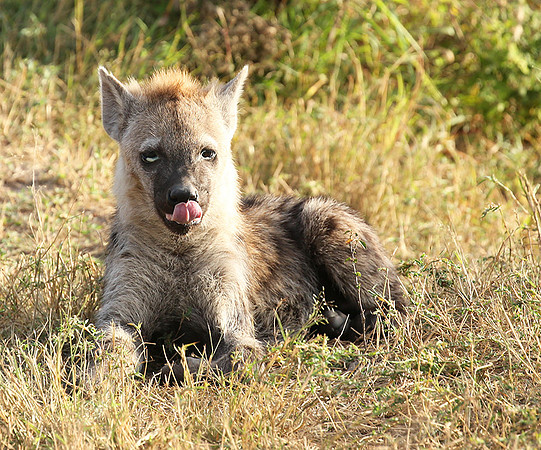 Masaï Mara : Spotted hyena cub