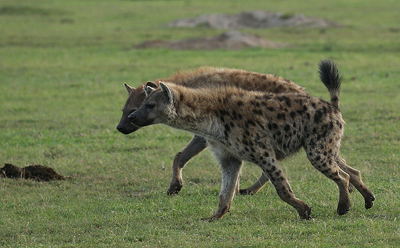 Laikipia