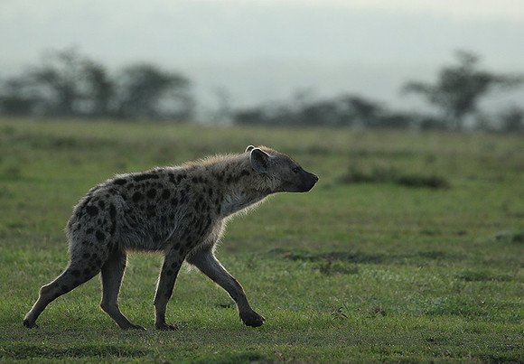 Laikipia