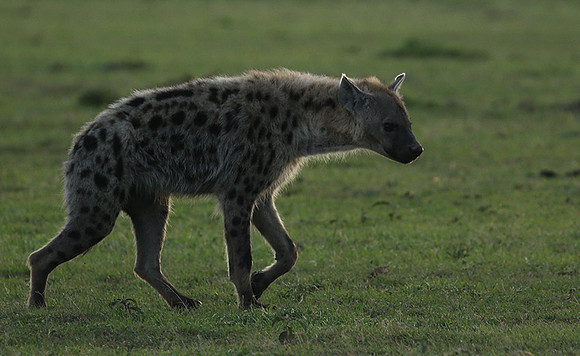 Laikipia