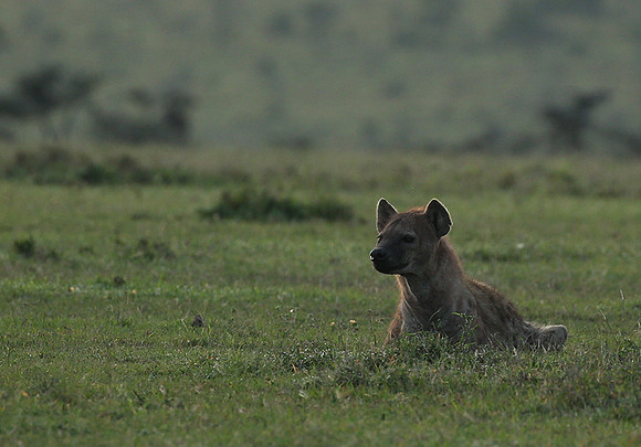 Laikipia