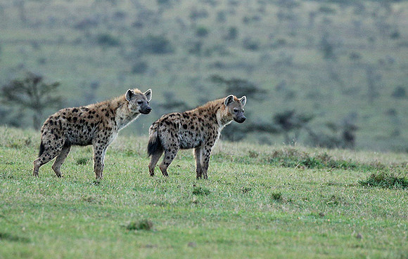 Laikipia