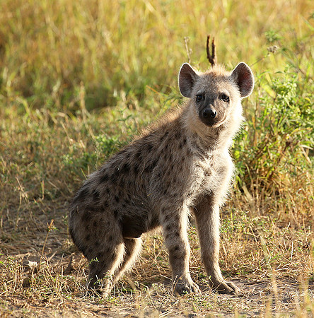 Masaï Mara : Spotted hyena cub