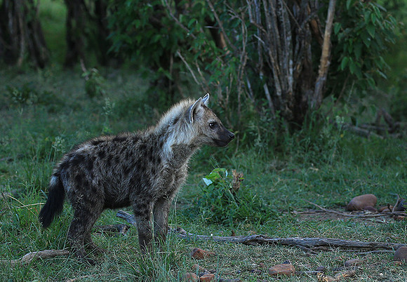 Masaï Mara