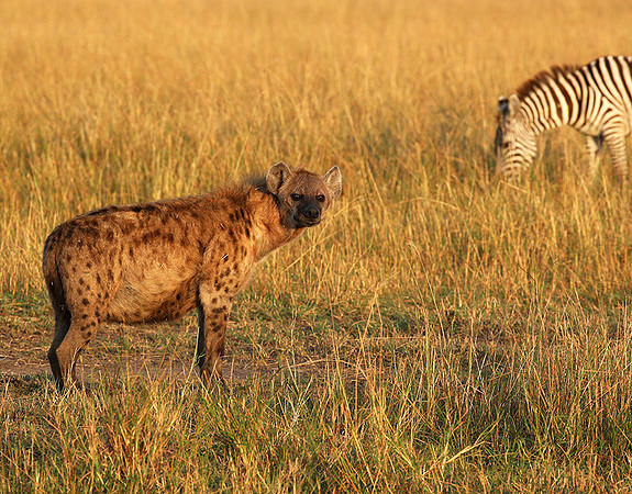 Masaï Mara : Spotted hyena
