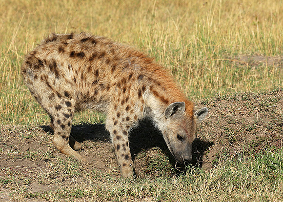 Masaï Mara : Spotted hyena