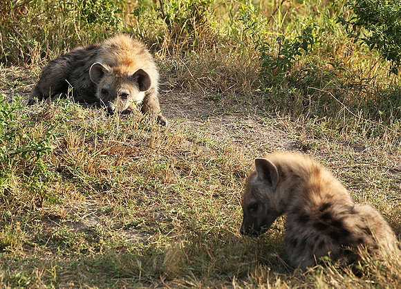 Masaï Mara : Spotted hyena cubs